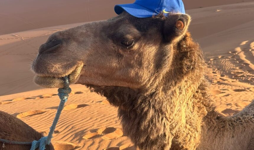 Marrakech Desert Tour: The Complete Local Guide for 2026