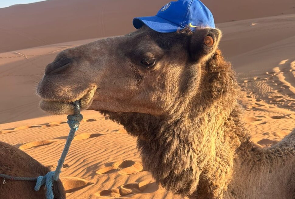 marrakech desert tour