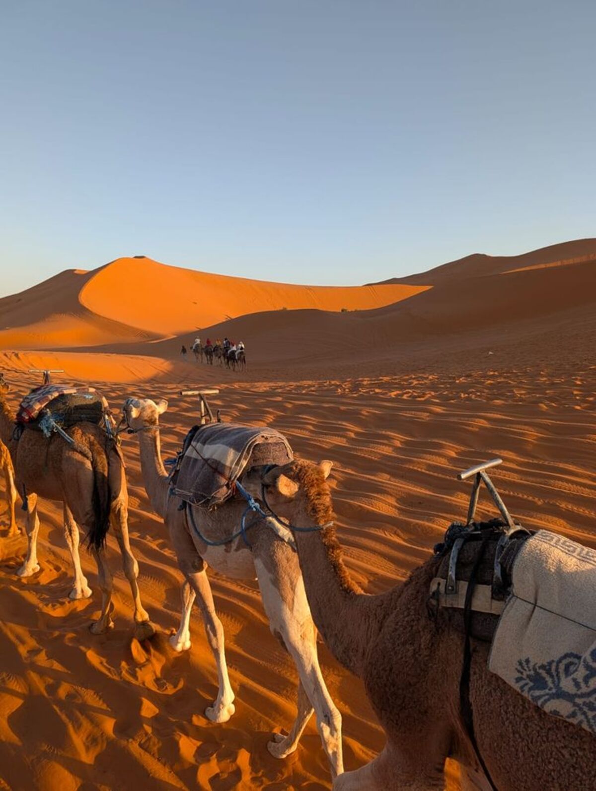 morocco-camel-trek-erg-chebbi-sunset.jpg