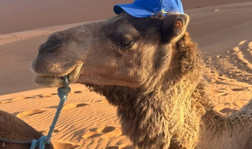 Marrakech Desert Tour: The Complete Local Guide for 2026