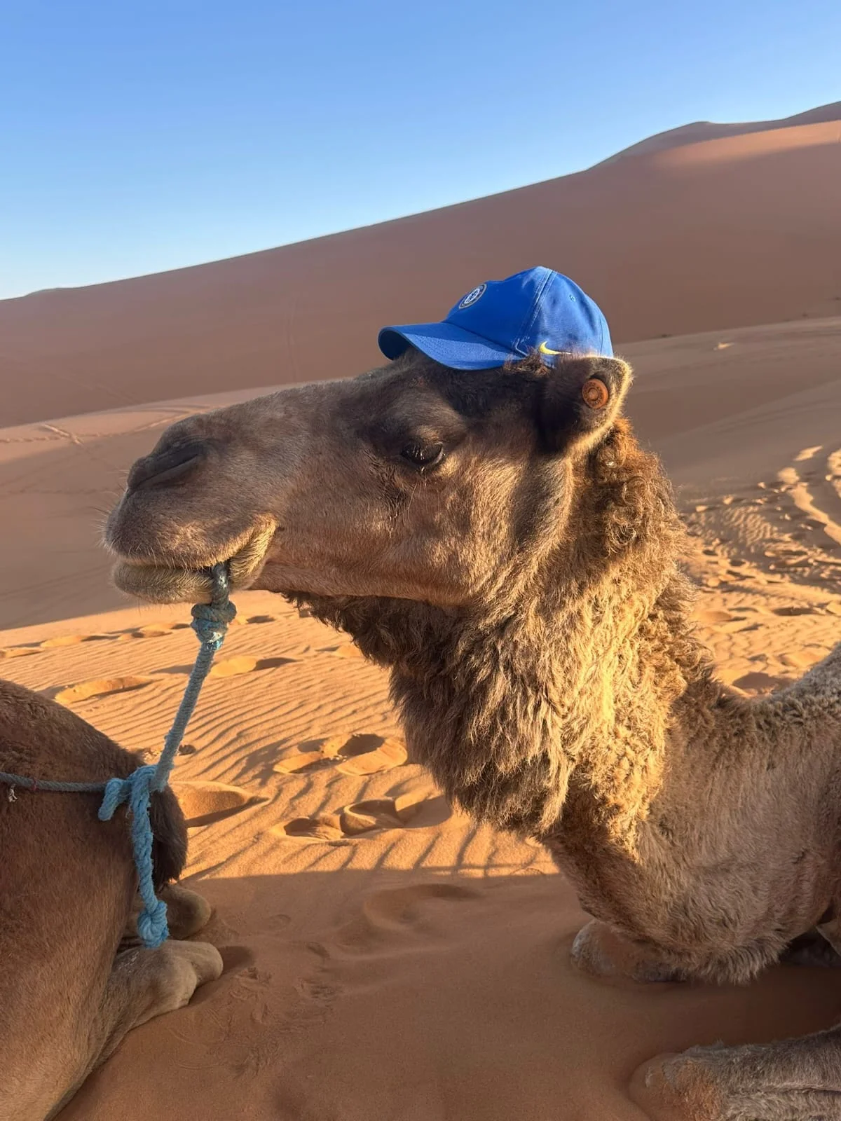 marrakech desert tour